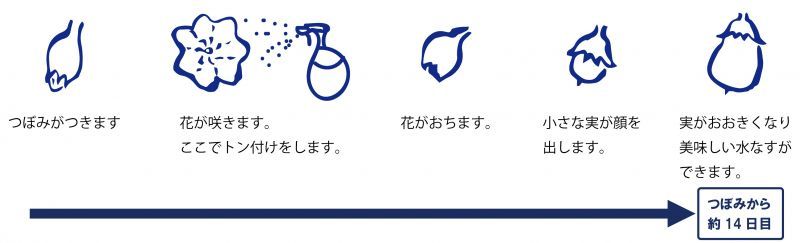 成長